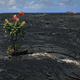 An ʻŌhiʻa tree colonizing a lava flow.